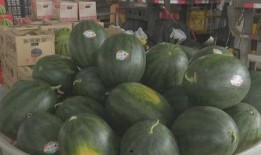 网红大瓜排行 吃瓜网每日大赛,吃瓜网每日大赛精彩瞬间大盘点